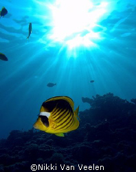 Striped butterflyfish and sunburst taken at Sharksbay wit... by Nikki Van Veelen 